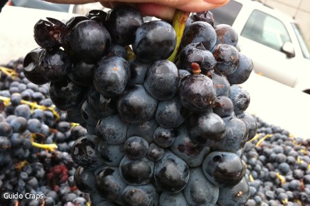 Barbera