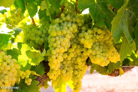 Chardonnay
