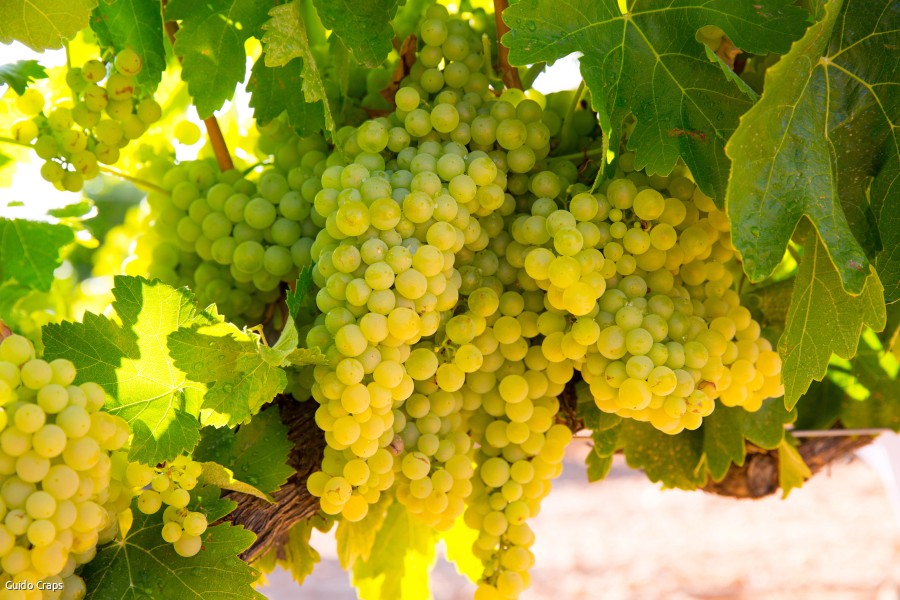 Chardonnay
